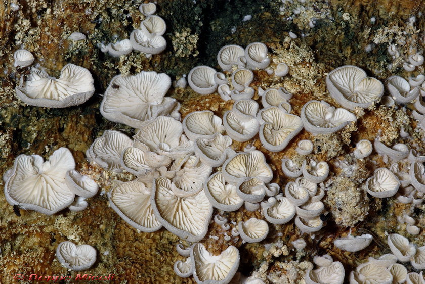 lignicoli (Crepidotus sp. + Schizophyllum commune)
